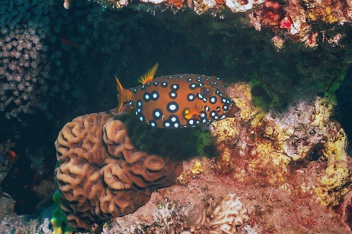 PADI Discover Scuba Diving Course