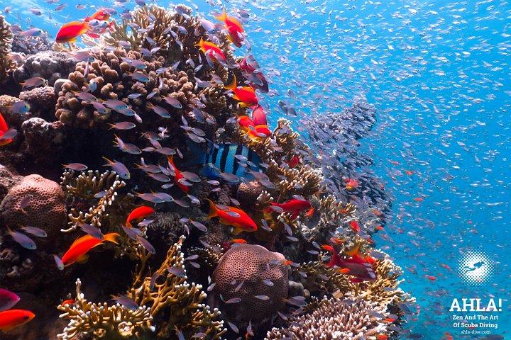 Open Water Diver + Advanced Open Water Diver Course