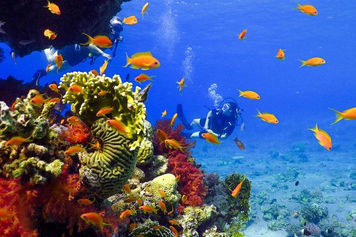 Refresh Dive for Certified Divers