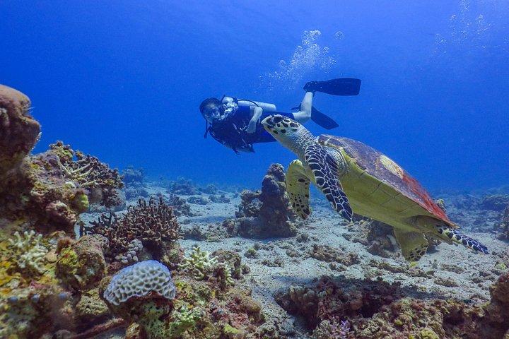Refresh Dive for Certified Divers