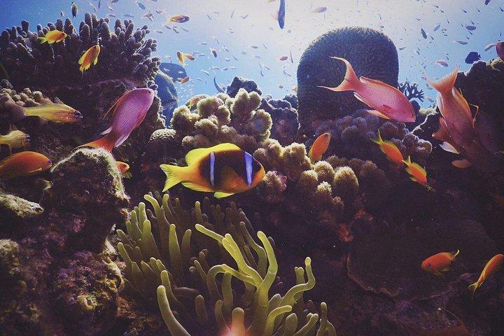 Refresh Dive for Certified Divers