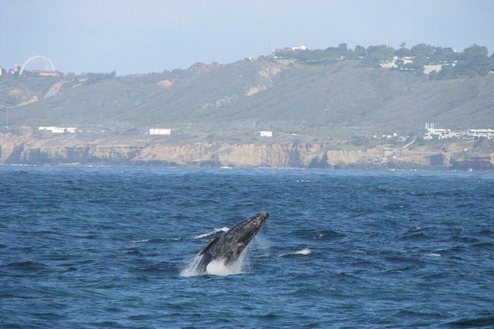 San Diego hvalsafari krydstogt