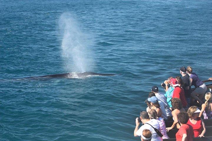 San Diego hvalsafari krydstogt