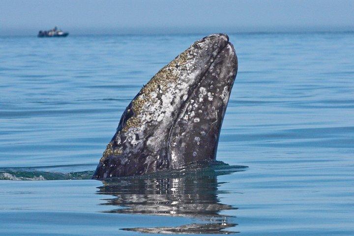 San Diego hvalsafari krydstogt