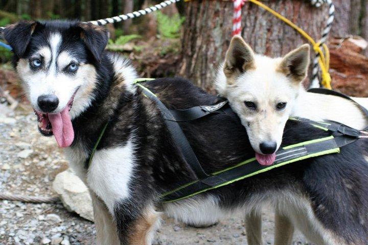 Musher's Camp® & Sled Dog Adventure in Skagway