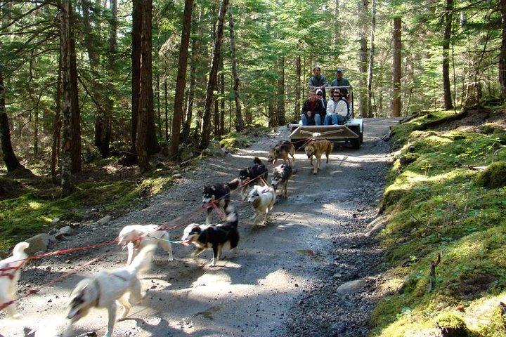 Musher's Camp® & Sled Dog Adventure in Skagway