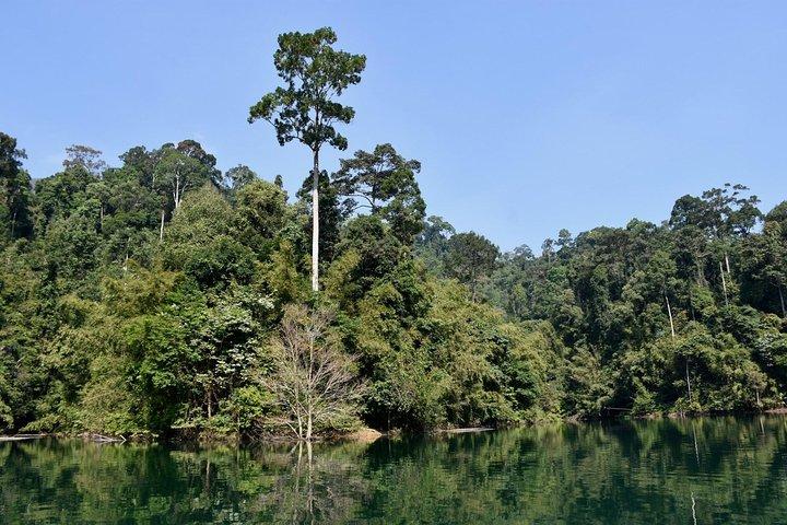 Fulldags tur til Cheow Lan Lake i Khao Sok National Park fra Krabi
