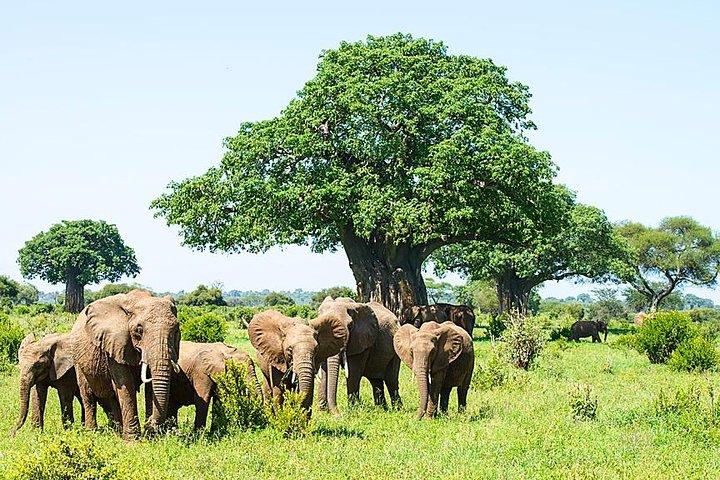 6-dages gruppecampingsafari Tarangire Serengeti Ngorongoro Manyara