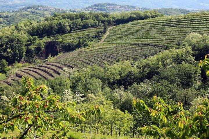 Secret vineyards E-bike tour