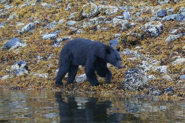 Prince of Wales Island Bear-visning tur med fly fra Ketchikan