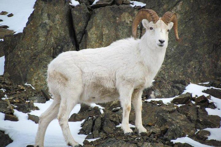 Visite du bras Turnagain