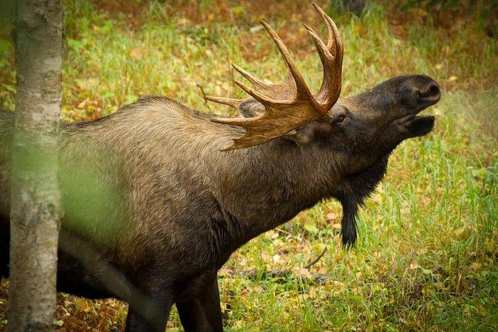 Visite du bras Turnagain