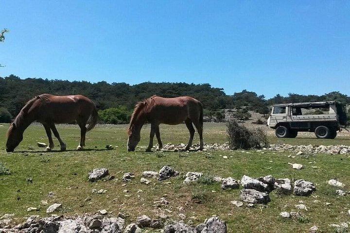 地元の専門家と一緒にブラチ島を感じて味わう - 思い出に残る島の冒険