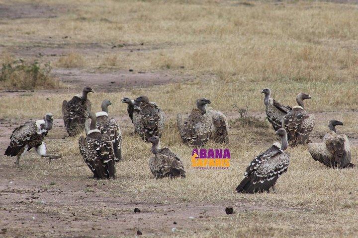 Safari de 3 jours au Masai Mara