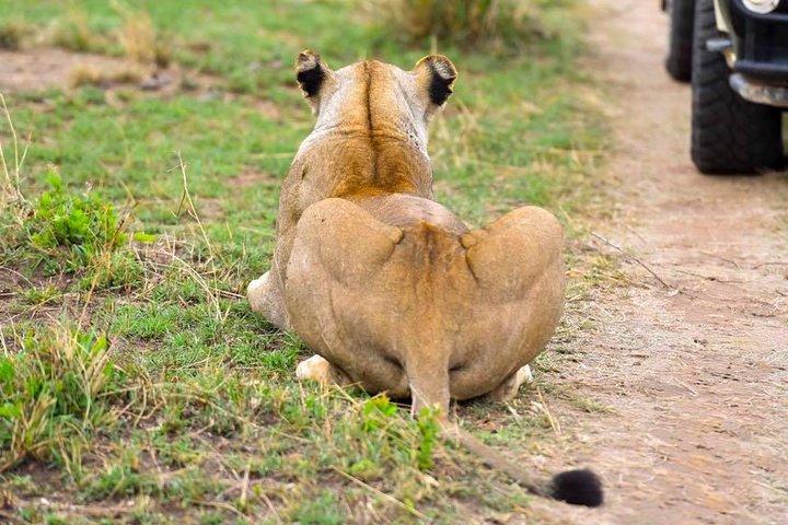 Safari de 3 jours au Masai Mara