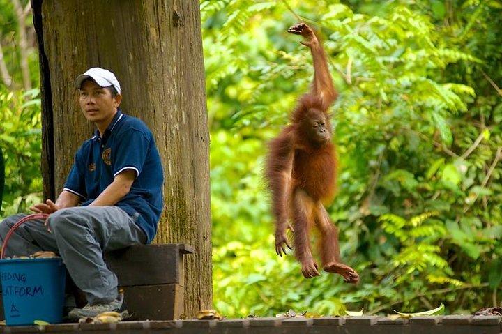 セピロクオランウータン1日観光,ヒグマ＆サンダカンシティトレイル（コタキナバル発）