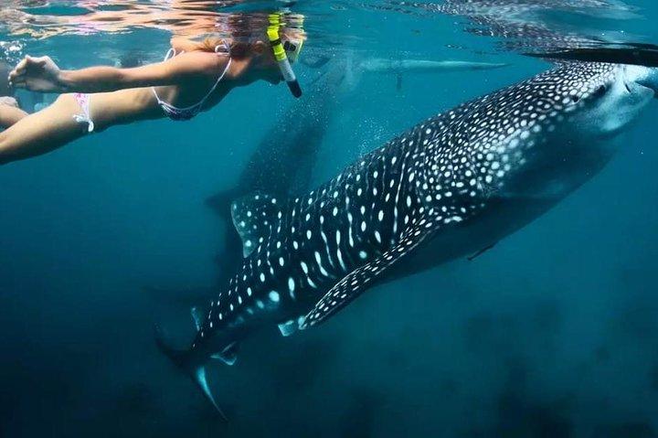 Cebu: Oslob Whale Shark Swimming e Kawasan Falls Canyoneering