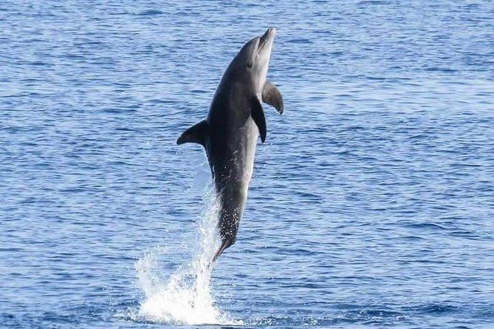 Dolphin House Royal Sea Trip mit Mittagessen, Wassersport - Hurghada