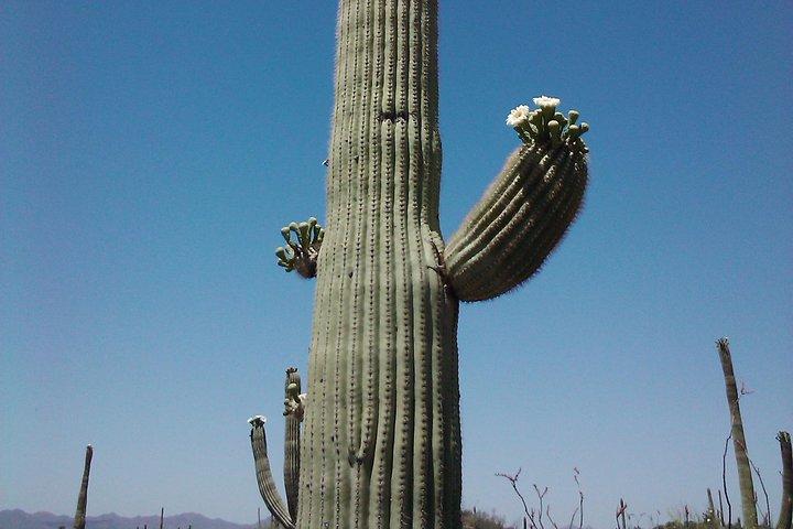 Apache Trail con Dolly Steamboat