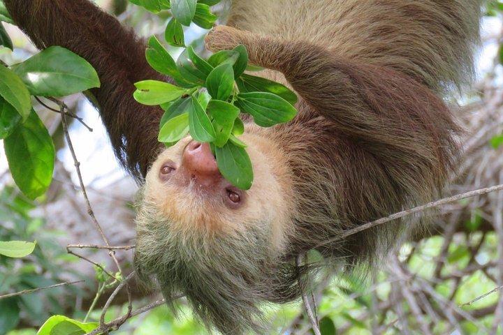 サンノゼからSloths＆その他の野生動物レスキューセンターへの日帰り旅行