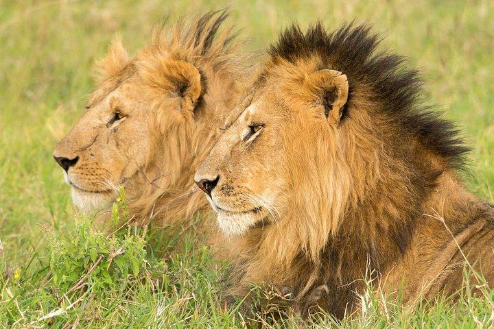 Airport Layover turné till Nairobi National Park