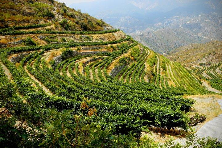 Hotell nära Troodos Mountains Vino Venture All Inclusive Heldagstur med vin