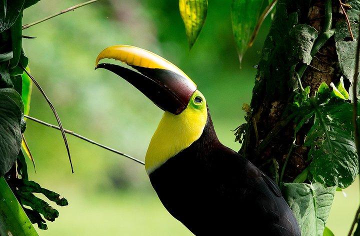 Deluxe privérondleiding voor vogelspotten | Manuel Antonio