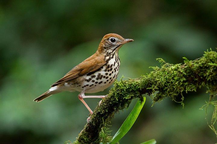 Visite privée de luxe d'observation des oiseaux | Manuel-Antonio