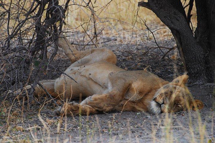 Viagem de um dia à Reserva de Caça Moremi