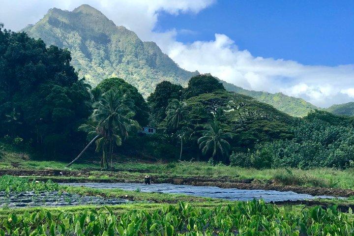 Offre de volontourisme de service communautaire privé personnalisable à Oahu