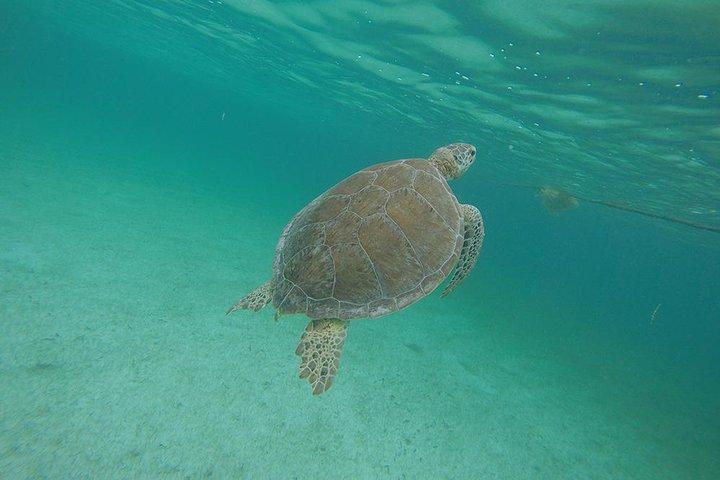 Tour Privado: Akumal Marine Turtle Snorkeling de Cozumel