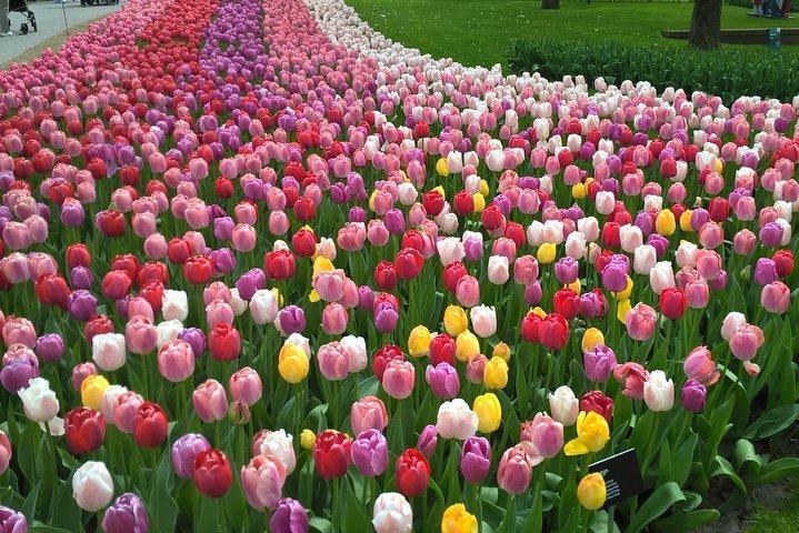 Visite privée de Keukenhof, Zaanse Schans Windmills avec déjeuner