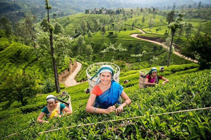 Nuwara Eliya-tour
