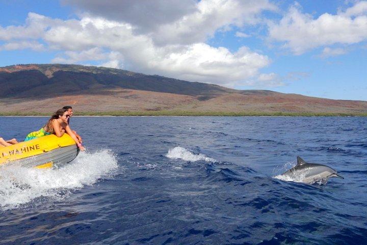 Lanai Deluxe Dolphin Adventure og 3 snorkelsteder
