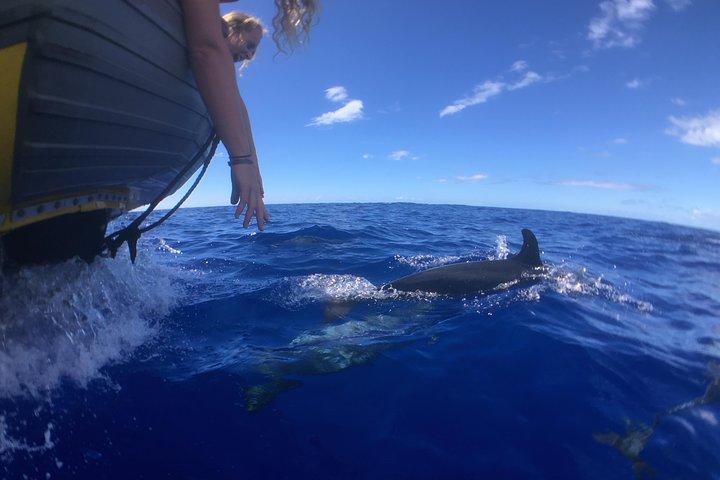 Lanai Deluxe Dolphin Adventure og 3 snorkelsteder