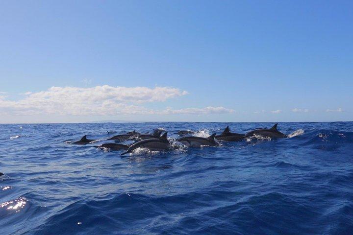 Lanai Deluxe Dolphin Adventure og 3 snorkelsteder
