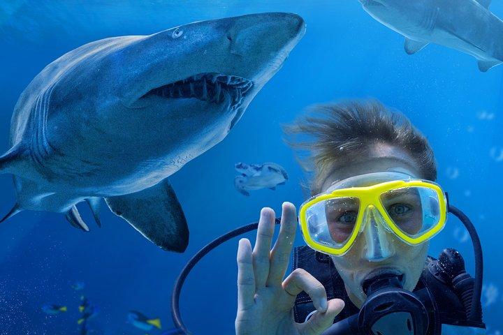 SEA LIFEシドニー水族館のShark Dive Xtreme