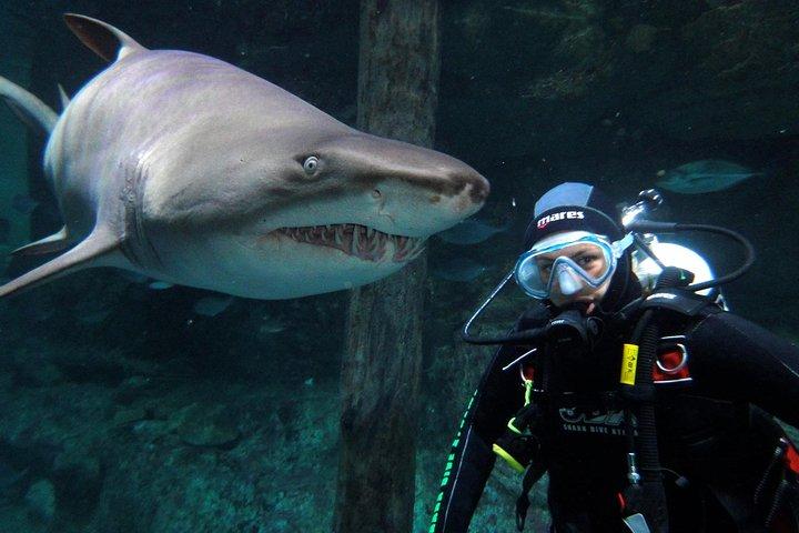 SEA LIFEシドニー水族館のShark Dive Xtreme
