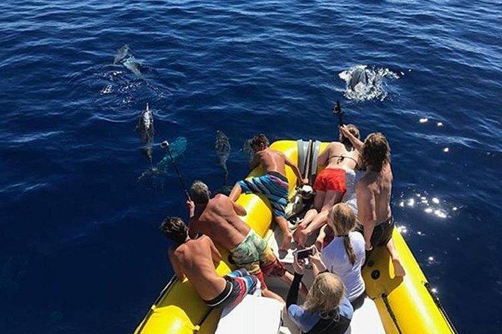 Lanai Deluxe Dolphin Adventure og 3 snorkelsteder