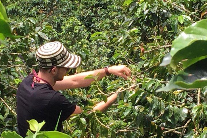 Private Kaffeefarm Tour in Medellin : Echte authentische Erfahrung