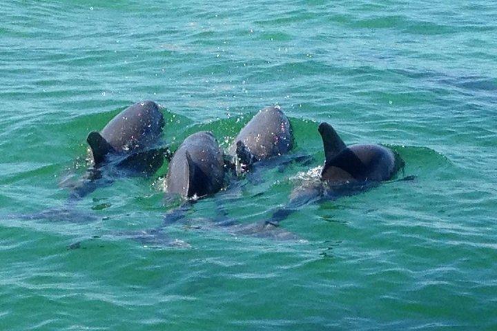 Dolphin & Sightseeing Cruise in Panama City Beach (1.5 hours)