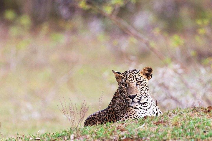 文化トライアングルでの8日間の歴史と野生動物ツアー