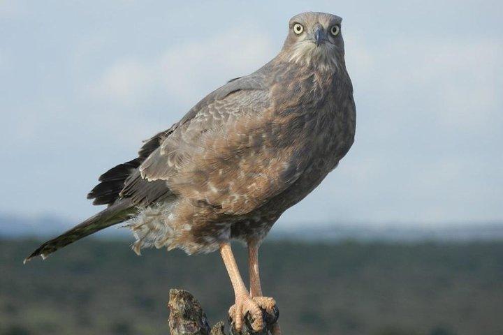 Addo Elephant National Park 4x4 Tour Kabouga Sektion - En fantastisk mangfoldighed FD05