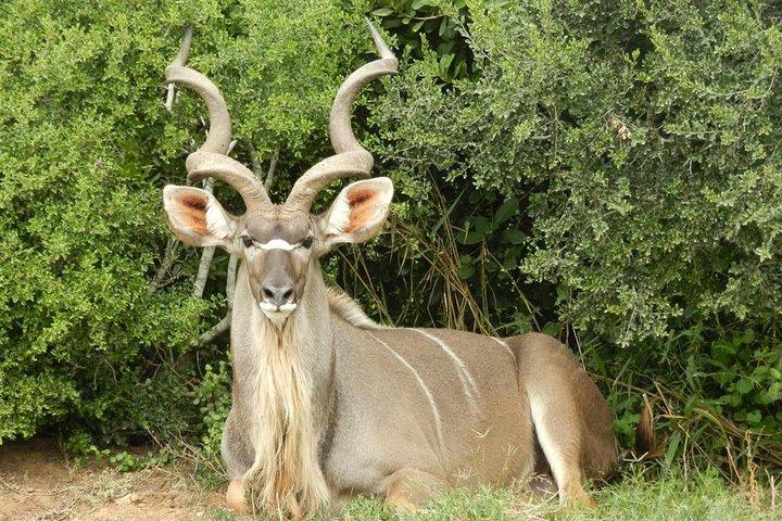 Addo Elephant National Park 4x4 Tour Kabouga Sektion - En fantastisk mangfoldighed FD05