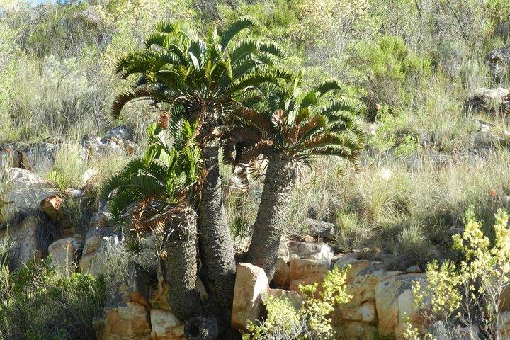 Addo Elephant National Park 4x4 Tour Kabouga Sektion - En fantastisk mangfoldighed FD05