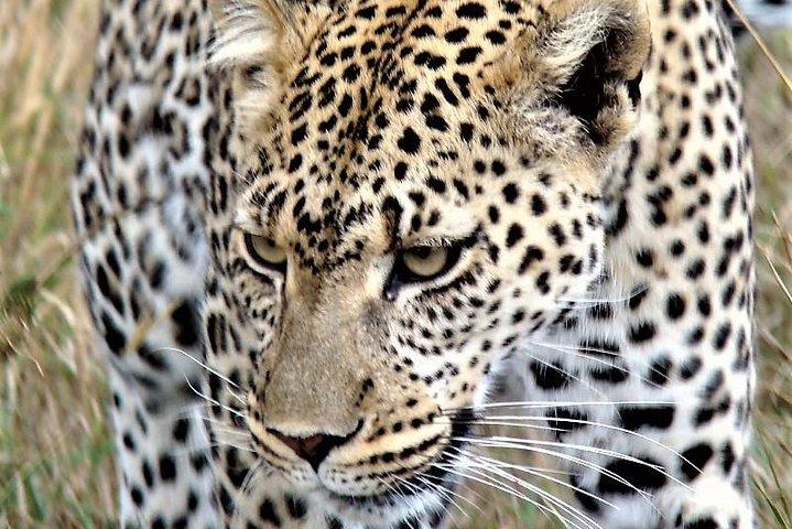 Five Days- Arusha-lake Manyara- Ngorngoro-serengeti (clásico)