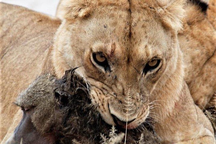 Siete días: Tarangire-manyara-ngorongoro-serengeti (clásico)