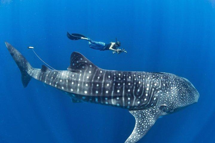 Oslob Whale Shark Snorkling & Pescador & Sardine Run & Turtle