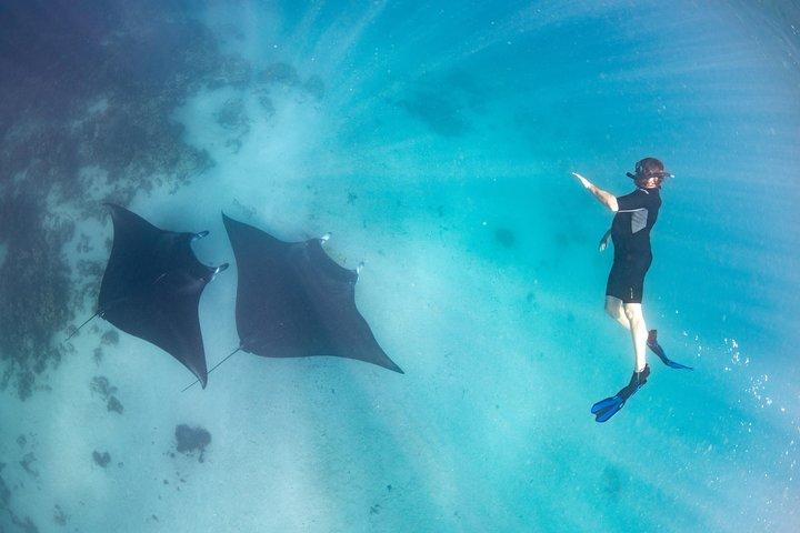 Marine Eco Safari - Schwimmen Sie mit Mantarochen