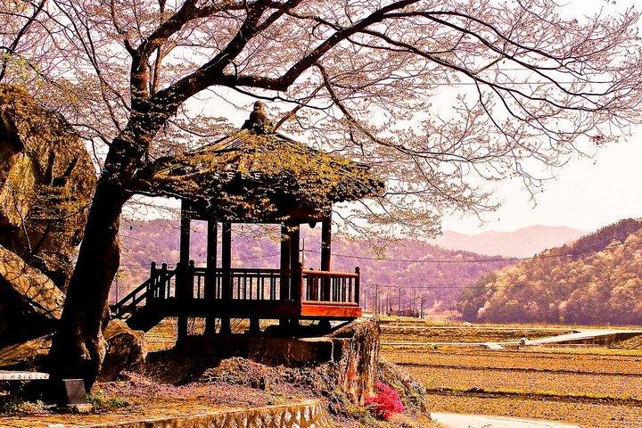 La belleza de la flor de cerezo de Corea Descubra 11days 10nights